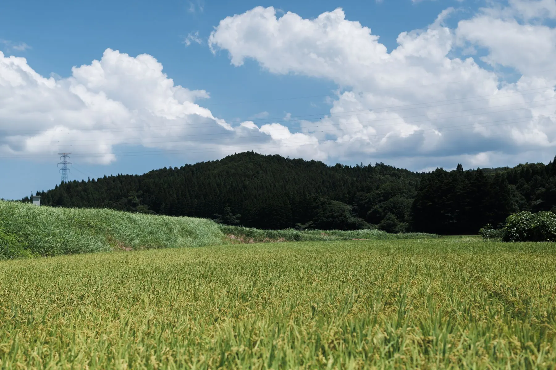 山あいに広がる稲田